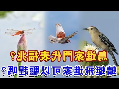 鳥飛 入 屋 風水